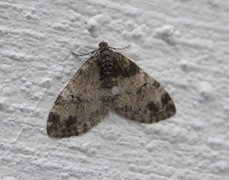 The Seraphim (Lobophora halterata)