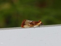 Brassy Tortrix (Eulia ministrana)