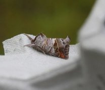 Dvergstjertspinner (Clostera pigra)