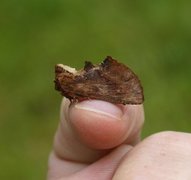 Coxcomb Prominent (Ptilodon capucina)