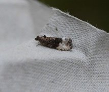 Marbled Orchard Tortrix (Hedya nubiferana)
