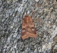 Small Square-spot (Diarsia rubi)