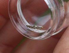 Apple Fruit Moth (Argyresthia conjugella)