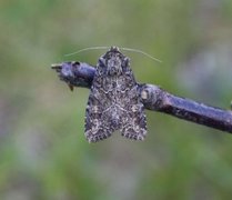 Slåttengfly (Apamea remissa)