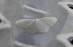 Cream Wave (Scopula floslactata)