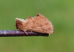 Coxcomb Prominent (Ptilodon capucina)
