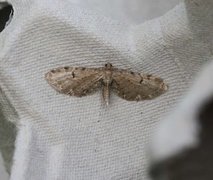 Brun dvergmåler (Eupithecia absinthiata)