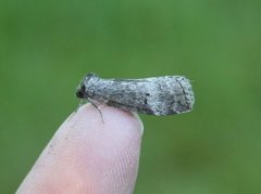 Punkthalvspinner (Ochropacha duplaris)