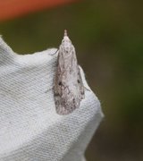 Bee Moth (Aphomia sociella)
