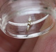 Gold Rowan Argent (Argyresthia sorbiella)