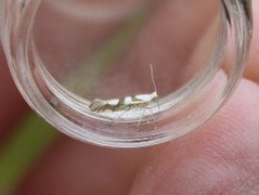 Gold Rowan Argent (Argyresthia sorbiella)