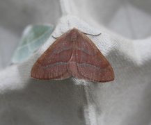 Barred Red (Hylaea fasciaria)