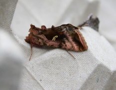 Plain Golden Y (Autographa jota)