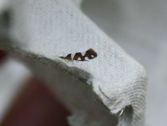 Gold-ribbon Argent (Argyresthia brockeella)