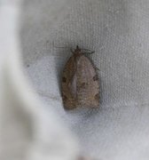 Large Ivy Tortrix (Lozotaenia forsterana)