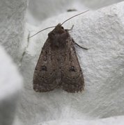 Double Dart (Graphiphora augur)