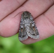 Grått fjellbakkefly (Xestia alpicola)