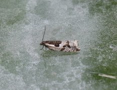 Blåbærsigdvikler (Ancylis myrtillana)