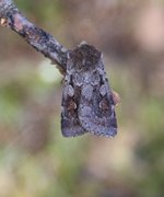 Northern Dart (Xestia alpicola)