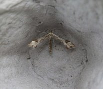 Triangle Plume (Platyptilia gonodactyla)