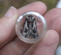 Archer's Dart (Agrotis vestigialis)