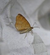 Rannoch Looper (Macaria brunneata)