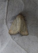 Small Dotted Buff (Photedes minima)