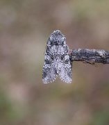 Smellefjellfly (Lasionycta proxima)