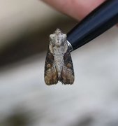 Double Lobed (Lateroligia ophiogramma)