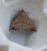 Snout (Hypena proboscidalis)