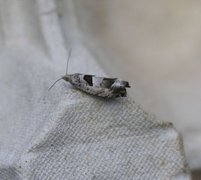 Small Birch Bell (Epinotia ramella)