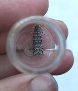Brown Pine Knot-horn (Dioryctria simplicella)