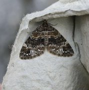 Barred Carpet (Martania taeniata)