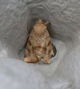 The Dun-bar (Cosmia trapezina)