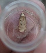 Angelica Flat-body (Agonopterix angelicella)