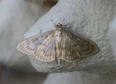 Mother of Pearl (Patania ruralis)