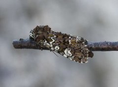 Flekkfly (Crypsedra gemmea)