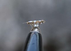 Gold-ribbon Argent (Argyresthia brockeella)