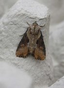 Double Lobed (Lateroligia ophiogramma)