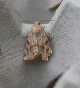 The Dun-bar (Cosmia trapezina)