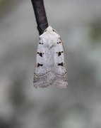 Autumnal Rustic (Eugnorisma glareosa)
