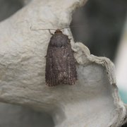 Mouse Moth (Amphipyra tragopoginis)