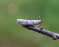 Horse Chestnut (Pachycnemia hippocastanaria)