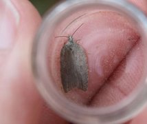 Lønnebladflatvikler (Acleris sparsana)