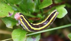 Broom Moth (Ceramica pisi)