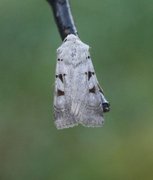 Autumnal Rustic (Eugnorisma glareosa)