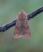 Rødt høstfly (Agrochola helvola)