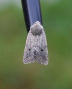 Red-line Quaker (Agrochola lota)