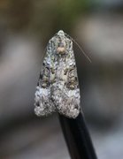 Grønt skogfly (Anaplectoides prasina)