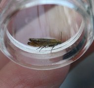 Red Piercer (Lathronympha strigana)